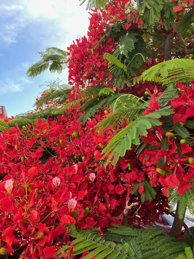 Los Balandros 216 Maspalomas  Spain